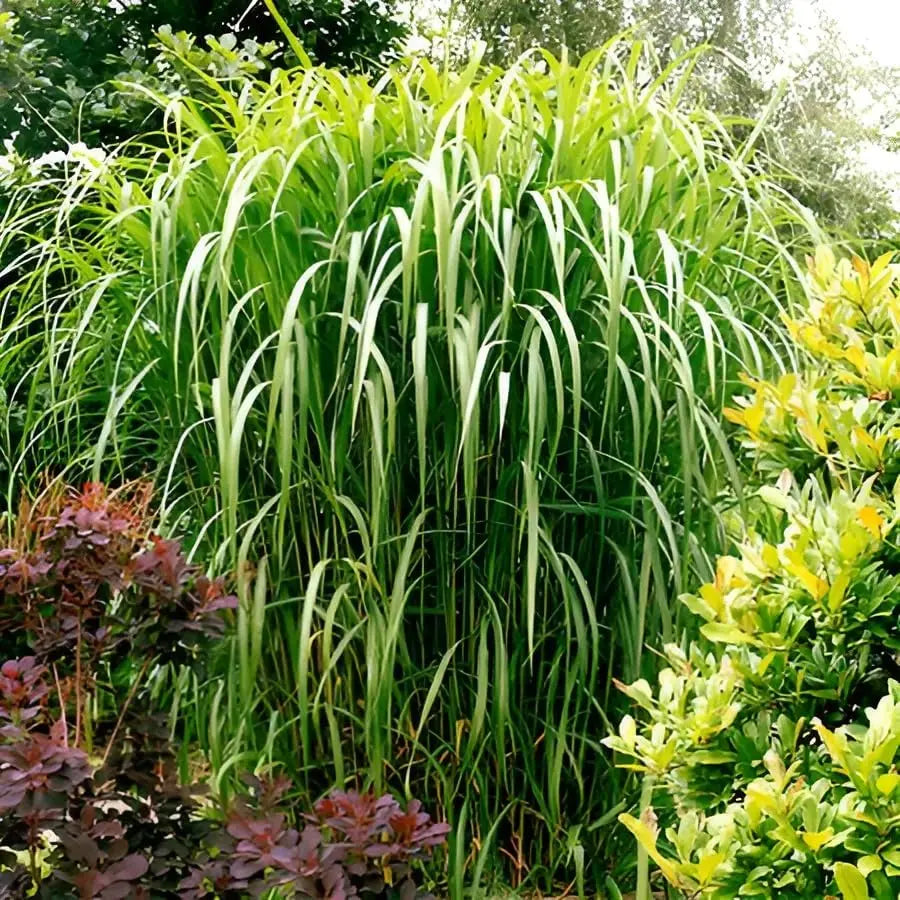 Miscanthus x giganteus, Riesenchinaschilf Ziergras in XXL Topf, große grüne Gräser, Stauden Gänge, Elefantengras, winterhart