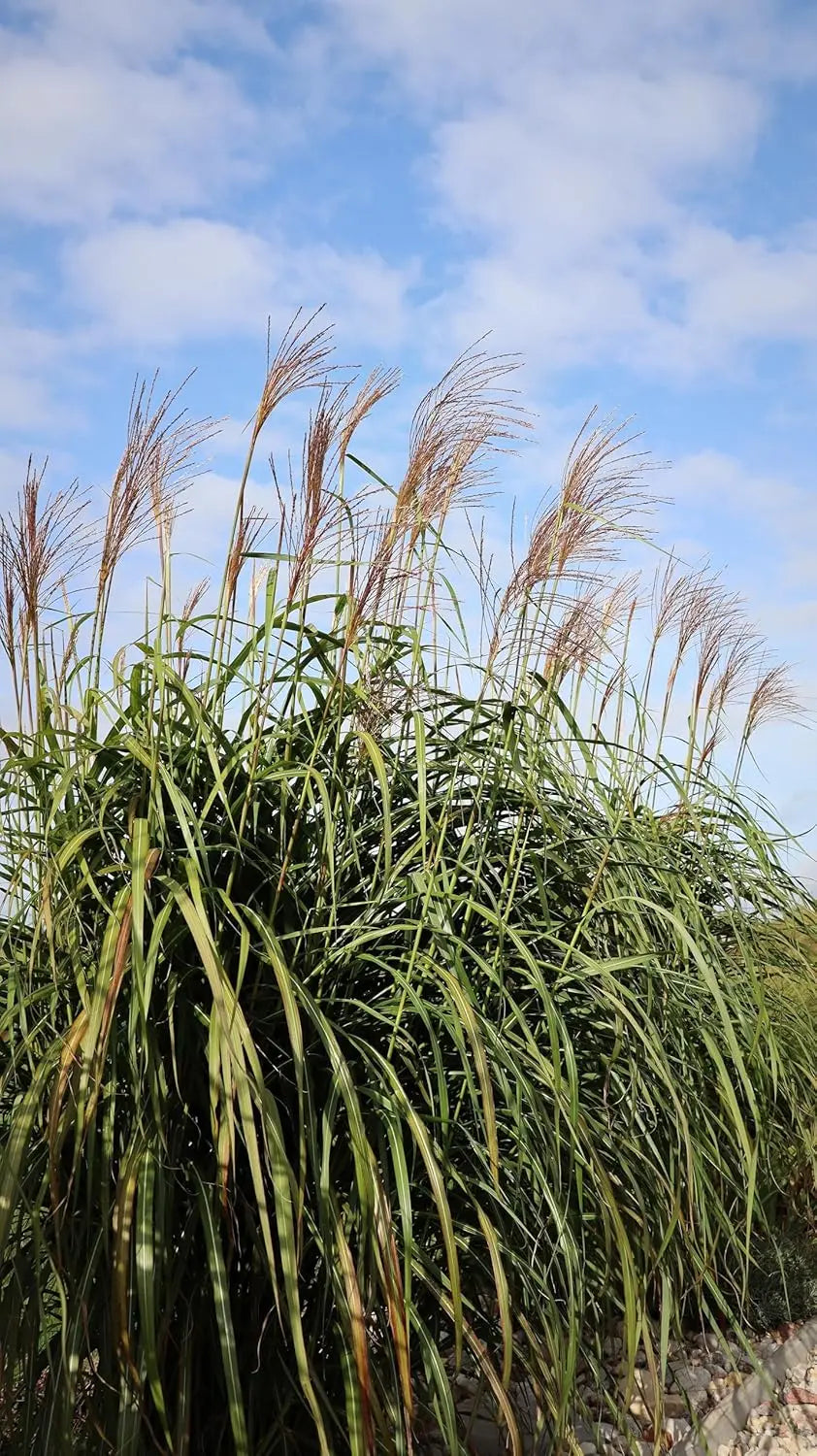 Miscanthus x giganteus, Riesenchinaschilf, Elefantengras im XXL Topf, Ziergras von Stauden Gänge, große Pflanze, grüne Blätter