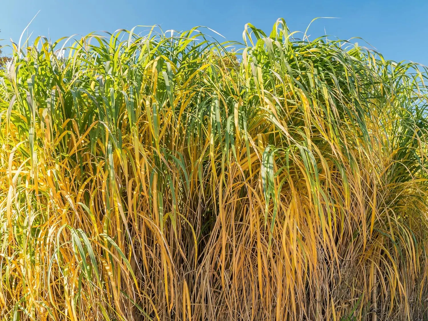 Miscanthus x giganteus, Riesenchinaschilf im XXL Topf, Ziergras von Stauden Gänge, kräftiges Elefantengras, grüne Blätter