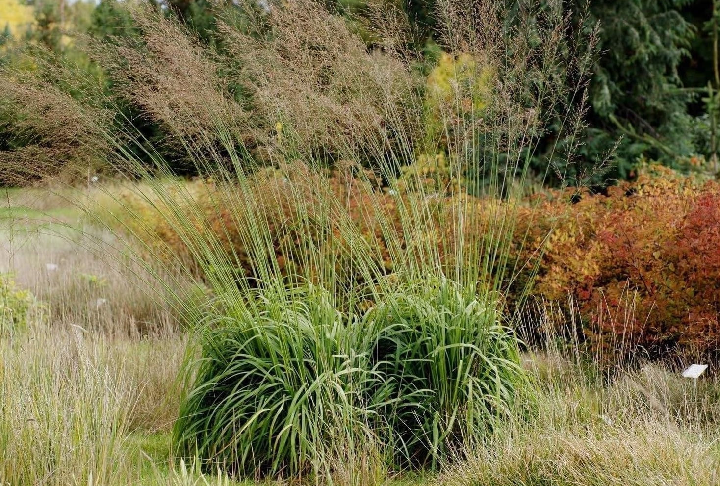 Hohes Pfeifengras Molinia arundinacea 'Windspiel' als Ziergras, mit feinen, aufrechten Halmen und eleganten Blütenständen.