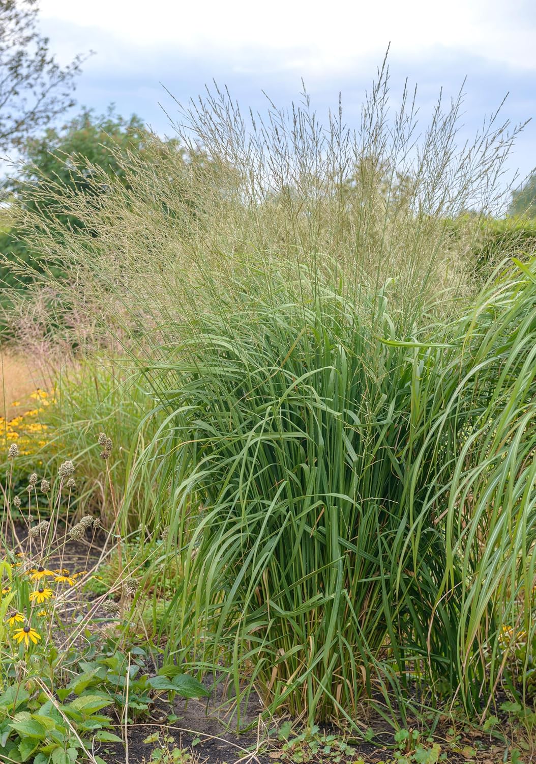 Hohes Molinia arundinacea 'Windspiel', Ziergras von Stauden Gänge, mit schilfartigem Laub und aufrechter Wuchs.