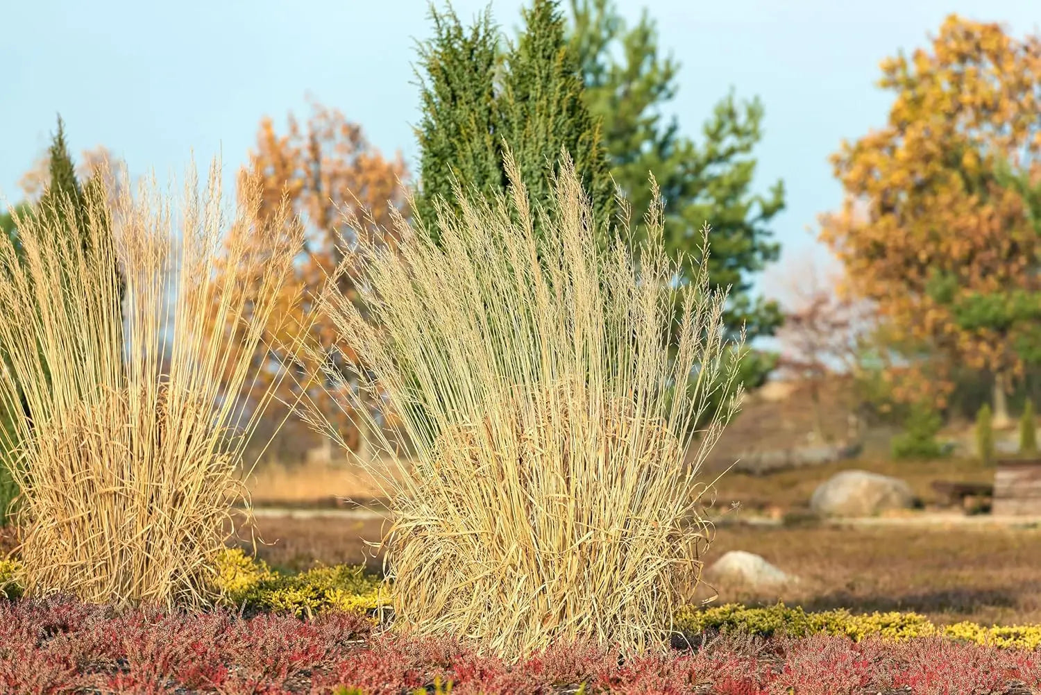 Hohes Molinia arundinacea 'Windspiel', Stauden Gänge, Ziergras mit langen, schilfartigen Halmen im Garten.