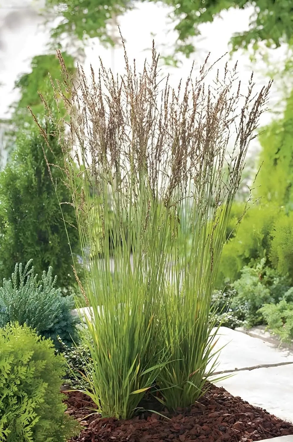 Ziergras Molinia caerulea 'Heidezwerg' / Kleines Pfeifengras in XXL-Topf, grün, mit dünnen, aufrechten Halmen, Stauden Gänge.