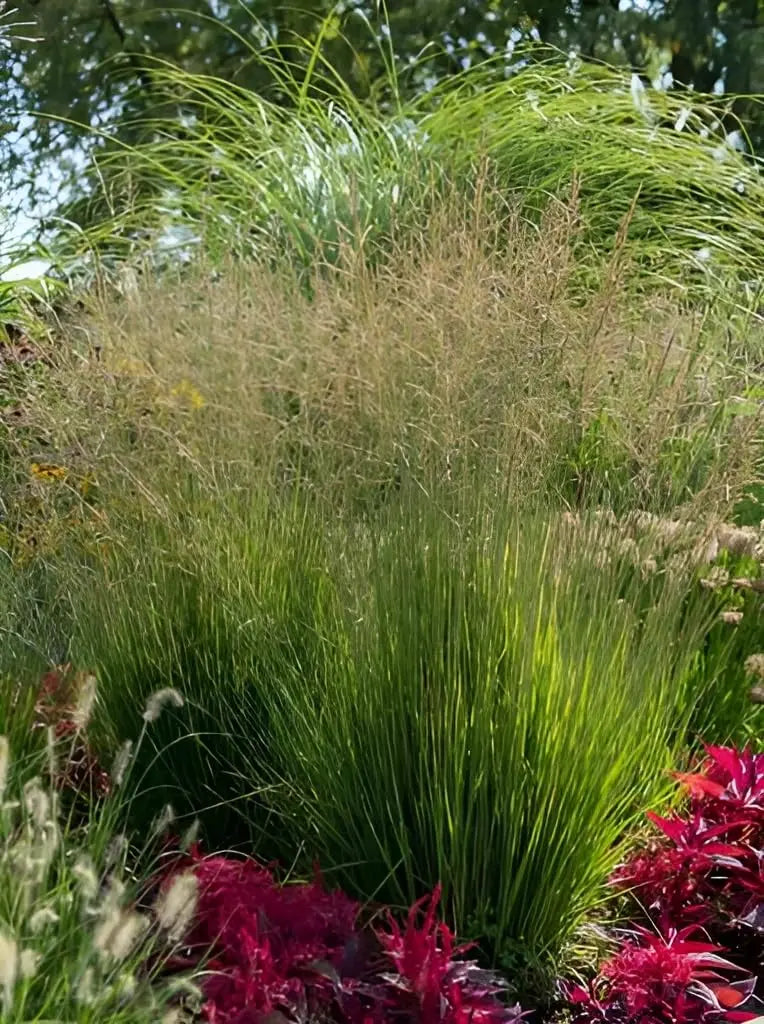 Ziergras Molinia caerulea 'Heidezwerg' in XXL-Topf, kleines Pfeifengras, Stauden Gänge, dekoratives Gartenpflanzenbild