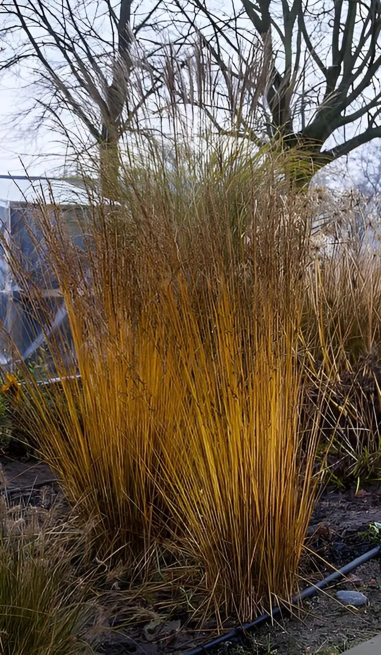 Ziergras Molinia caerulea 'Heidezwerg' in XXL-Topf, kleines Pfeifengras, Stauden Gänge, dekoratives Ziergras im Garten
