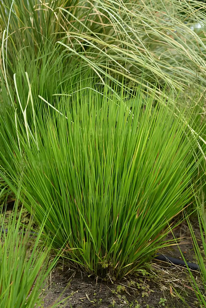 Ziergras Molinia caerulea 'Heidezwerg' in XXL-Topf, kleines Pfeifengras, Stauden Gänge, blühendes, grasartiges Pflanzendetail