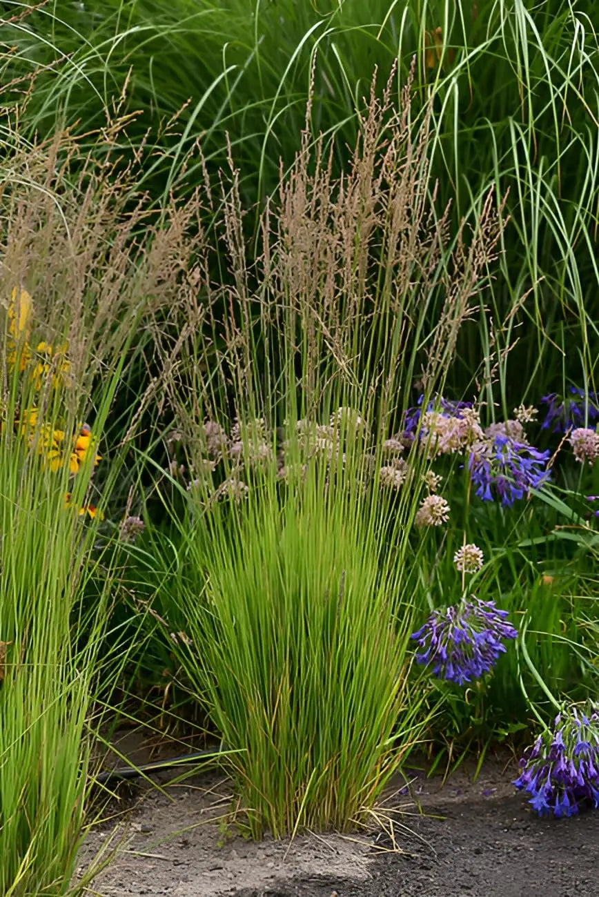 Ziergras Molinia caerulea 'Heidezwerg' in XXL-Topf, kleines Pfeifengras, Stauden Gänge, grünes, zierendes Ziergras