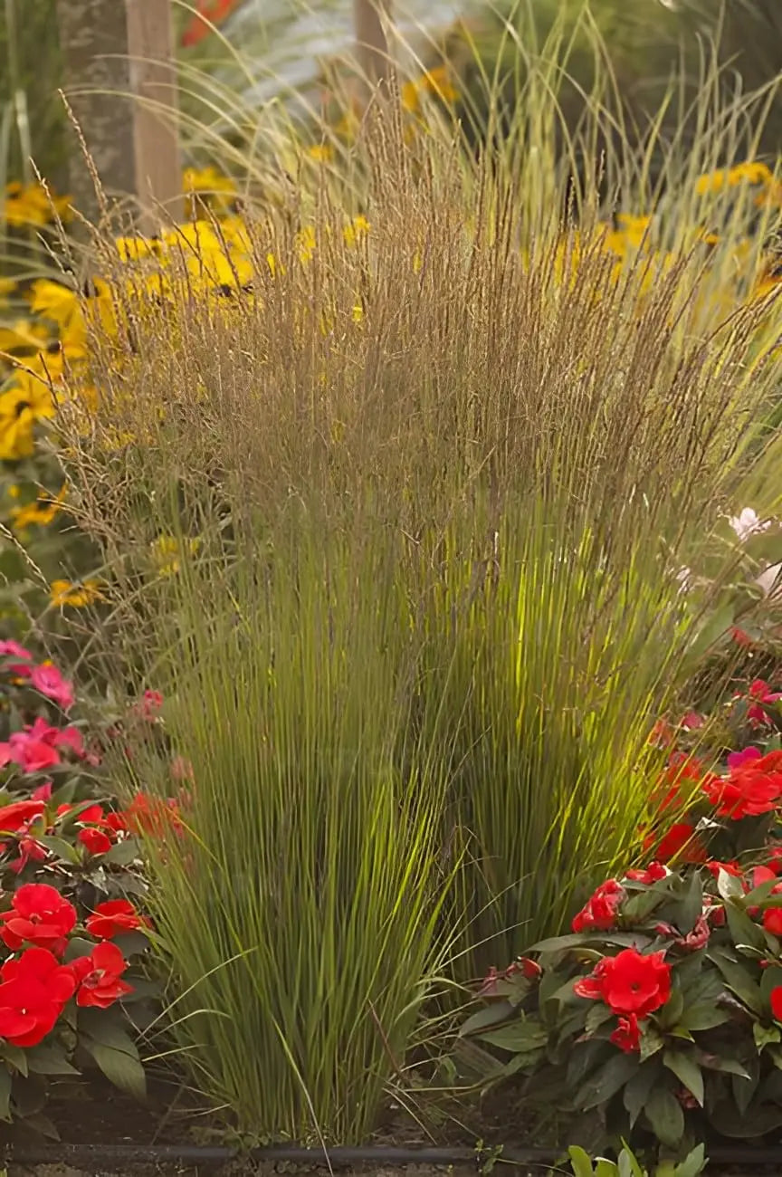 Ziergras Molinia caerulea 'Heidezwerg' in XXL-Topf, kleines Pfeifengras, Stauden Gänge, dekoratives Gartenpflanze
