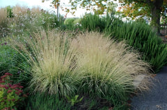 Buntes Kleines Pfeifengras Molinia caerulea 'Variegata' als Ziergras, mit gestreiftem Laub und eleganter Wuchs, von Stauden Gänge