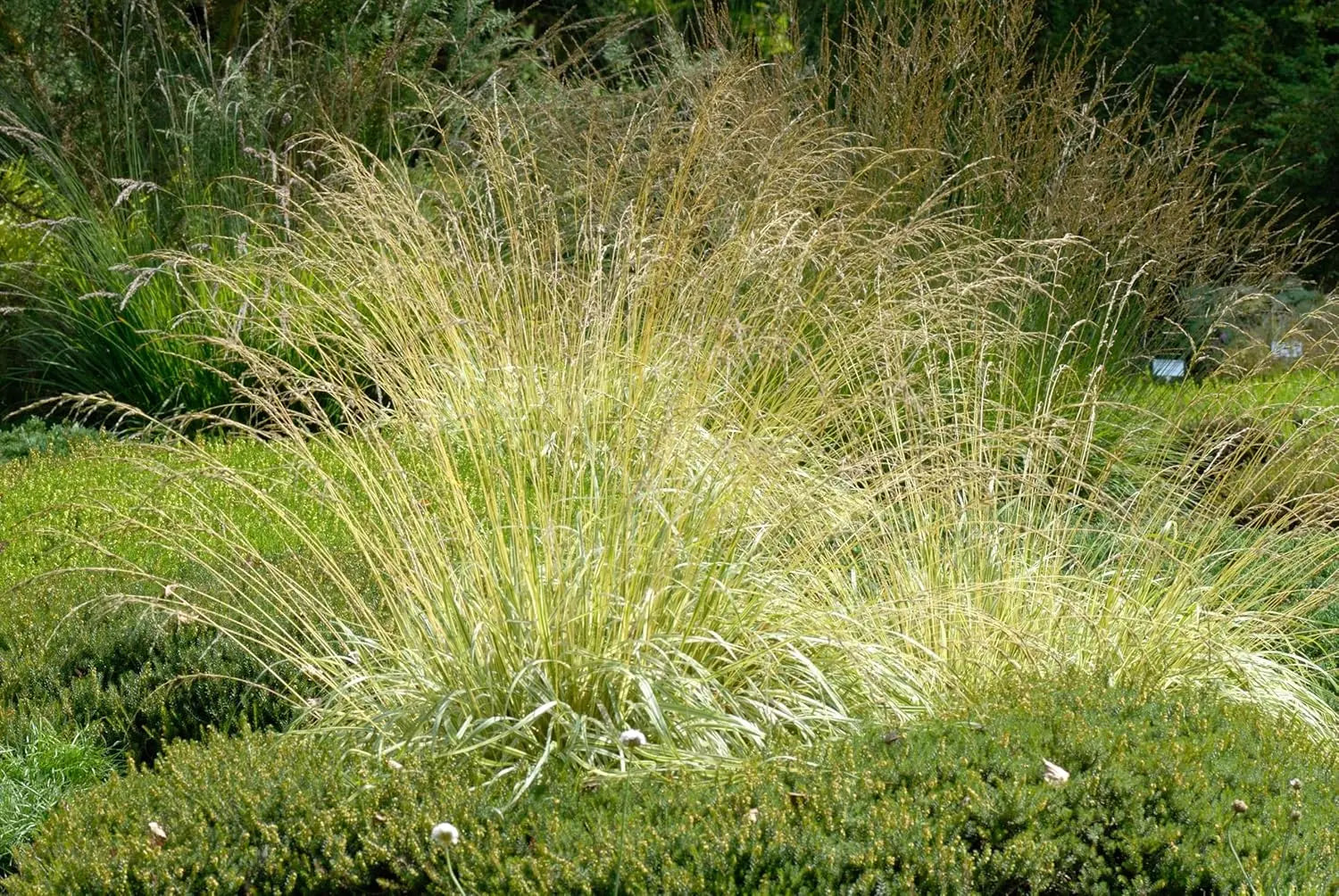 Buntes Molinia caerulea 'Variegata' Ziergras von Stauden Gänge, mit grün-weiß variiertem Laub und schmalen Grashalmen