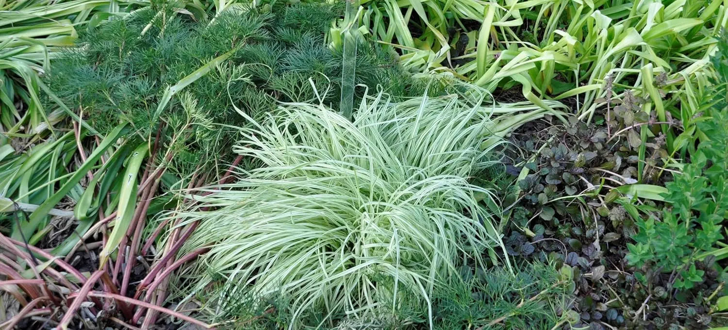 Buntes Molinia caerulea 'Variegata', Ziergras mit variierten Blättern, von Stauden Gänge, im Garten.