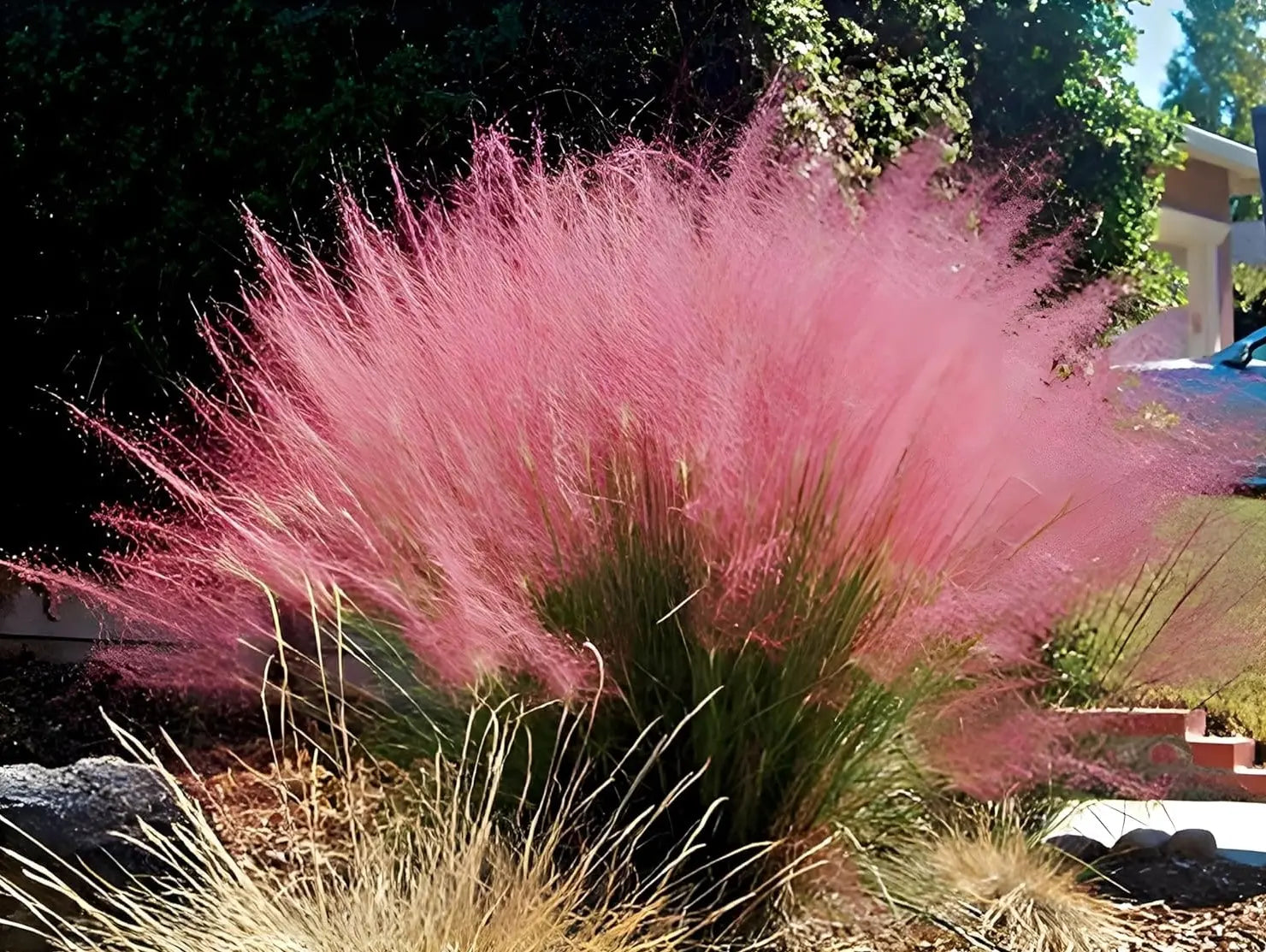 Ziergras Muhlenbergia capillaris, Rosa Haargras, mit rosa Blütenständen, von Stauden Gänge, dekoratives Gartenpflanzenbild