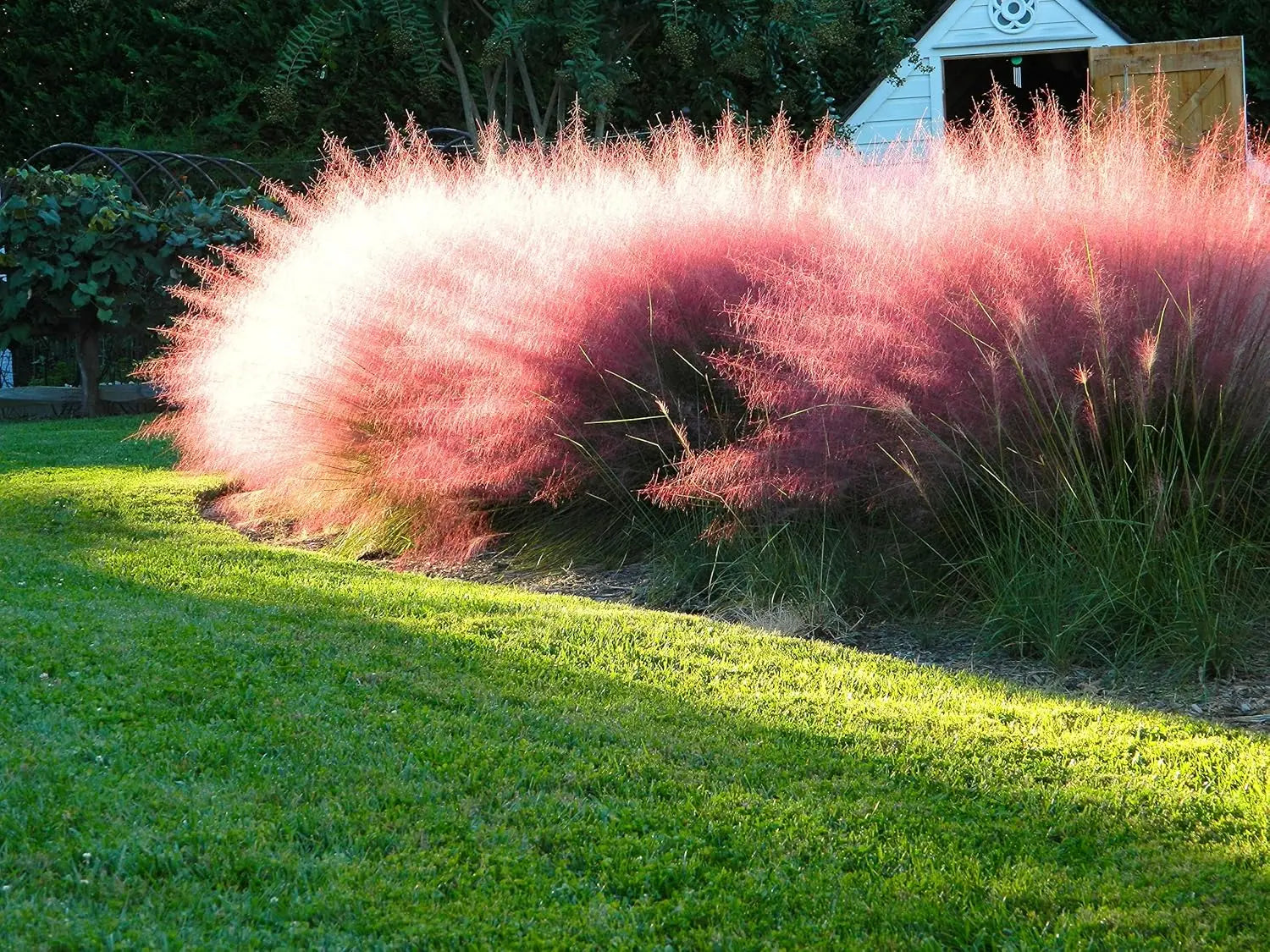 Rosa Haargras (Muhlenbergia capillaris) als Ziergras, mit rosa Blüten und feinen Grashalmen, von Stauden Gänge.