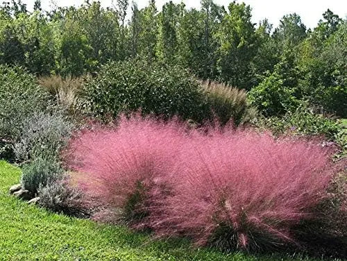 Ziergras Muhlenbergia capillaris Rosa Haargras von Stauden Gänge, mit rosa Blüten und eleganten, fächerförmigen Halmen.