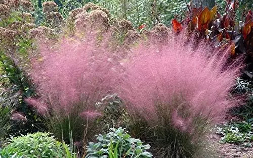Rosa Muhlenbergia capillaris Ziergras von Stauden Gänge mit rosa, filigranen Halmen in einer Gartenlandschaft