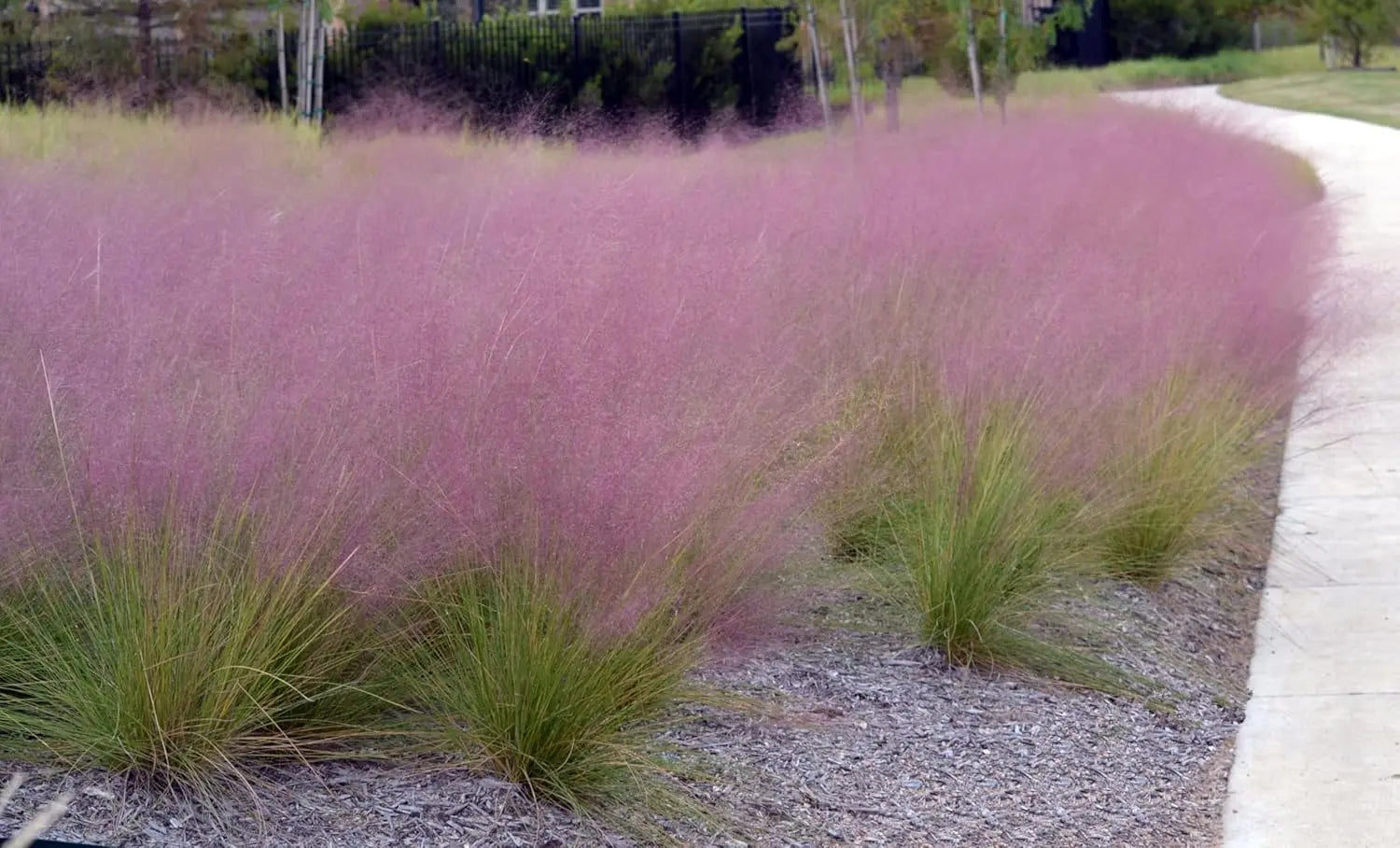 Rosa Haargras Muhlenbergia capillaris, Ziergras von Stauden Gänge, mit rosa Blüten und feinen Gräsern im Garten.