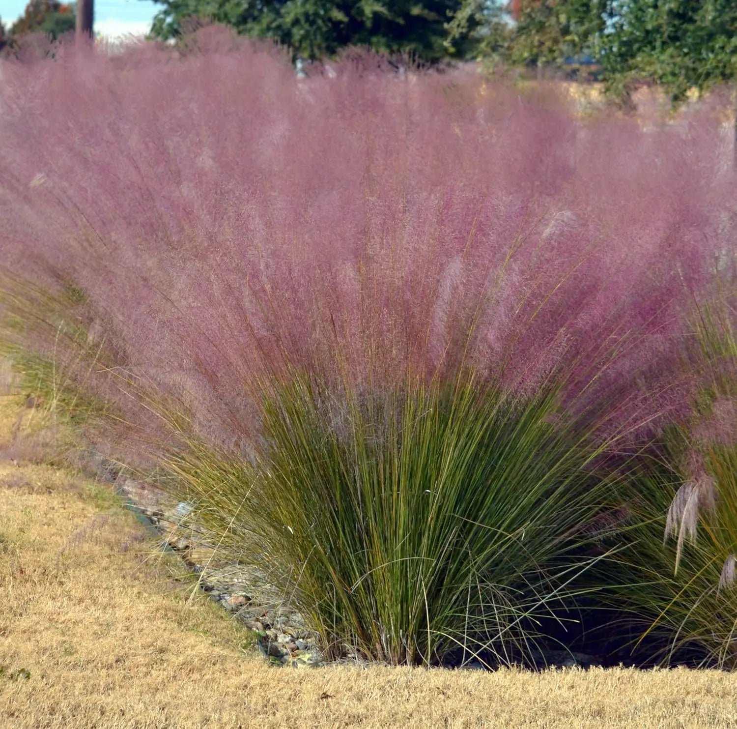 Rosa Muhlenbergia capillaris, Ziergras von Stauden Gänge, mit zarten rosa Haarkrägen im Garten sichtbar