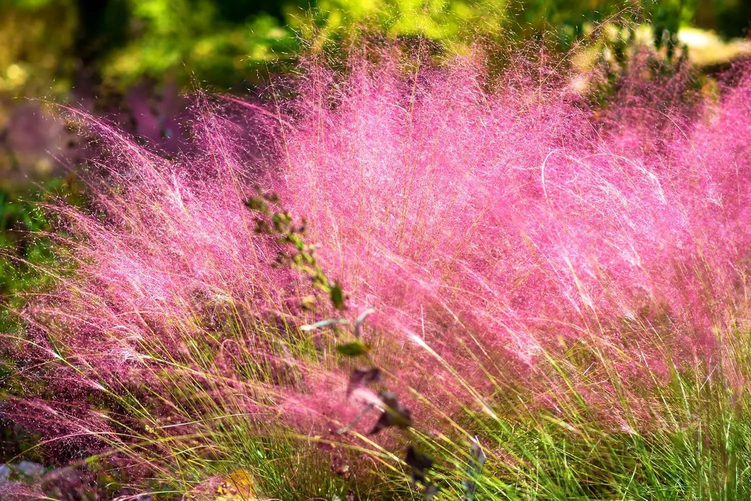 Ziergras Muhlenbergia capillaris, Rosa Haargras, mit rosa Blüten, als dekoratives Stauden Gänge Ziergras in Gartenansicht
