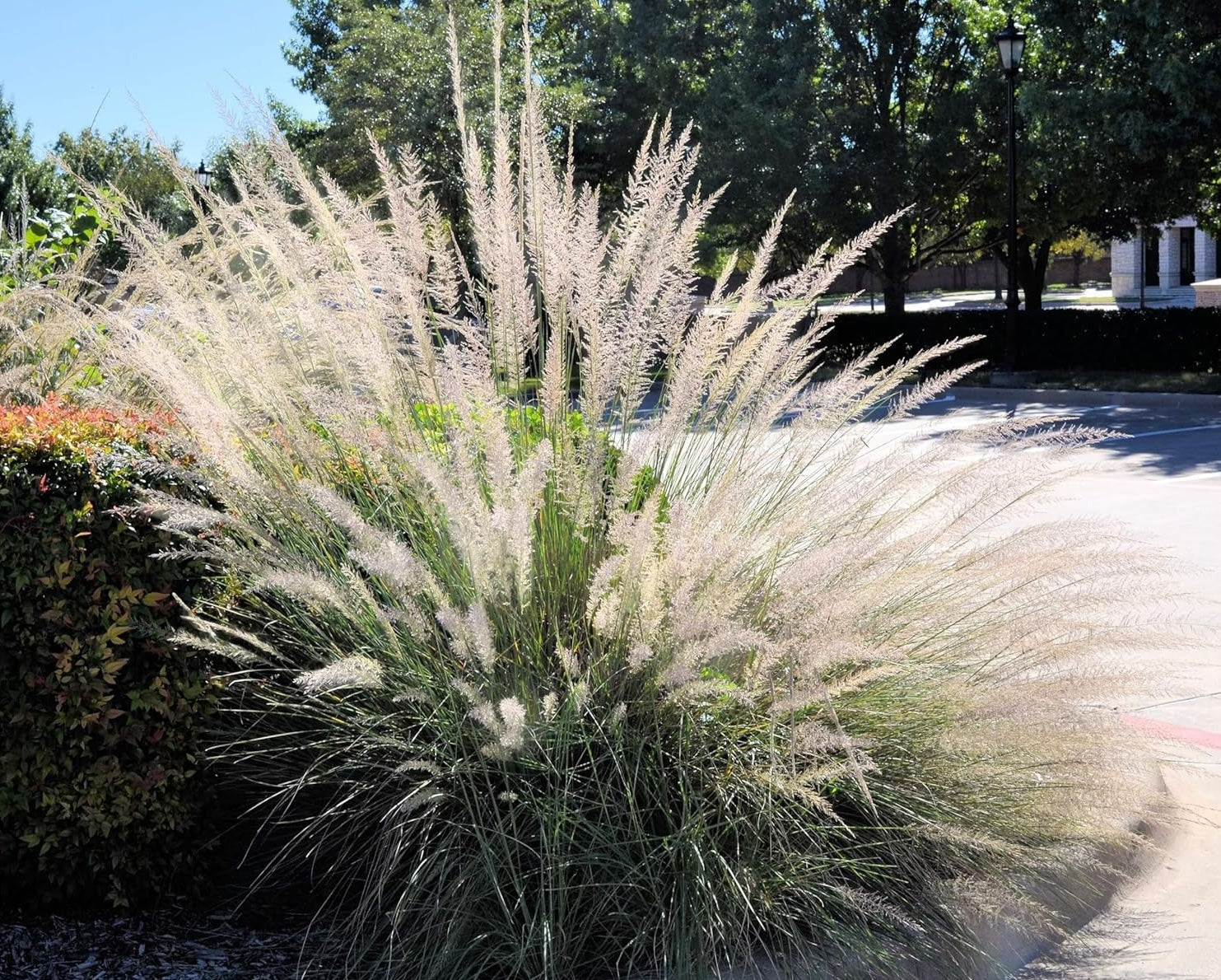 Muhlenbergia lindheimeri / Lindheimer's Haargras