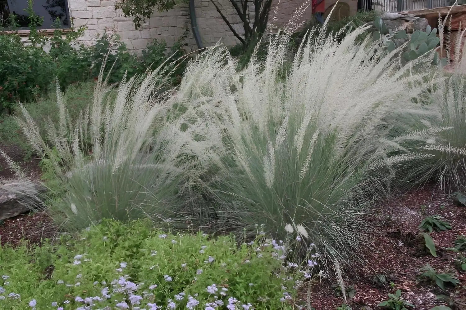 Ziergras Muhlenbergia lindheimeri von Stauden Gänge, mit feinen, filigranen Blättern und goldbraunen Blütenständen im Garten.