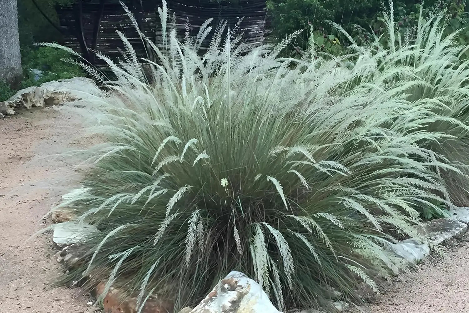 Ziergras Muhlenbergia lindheimeri von Stauden Gänge mit filigranen, grasartigen Halmen, ideal für naturnahe Gartenflächen.