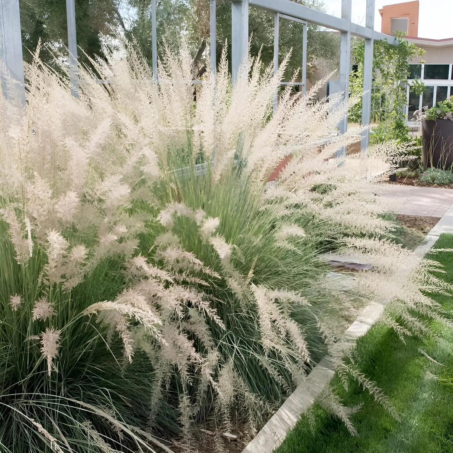 Ziergras Muhlenbergia lindheimeri von Stauden Gänge, mit feinen, langen Halmen und grazilem Wuchs, im Garten.