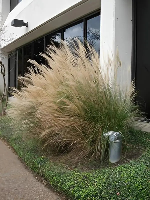 Ziergras Muhlenbergia lindheimeri von Stauden Gänge, mit feinen, grassartigen Halmen und silbrigem Farbton, im Garten sichtbar