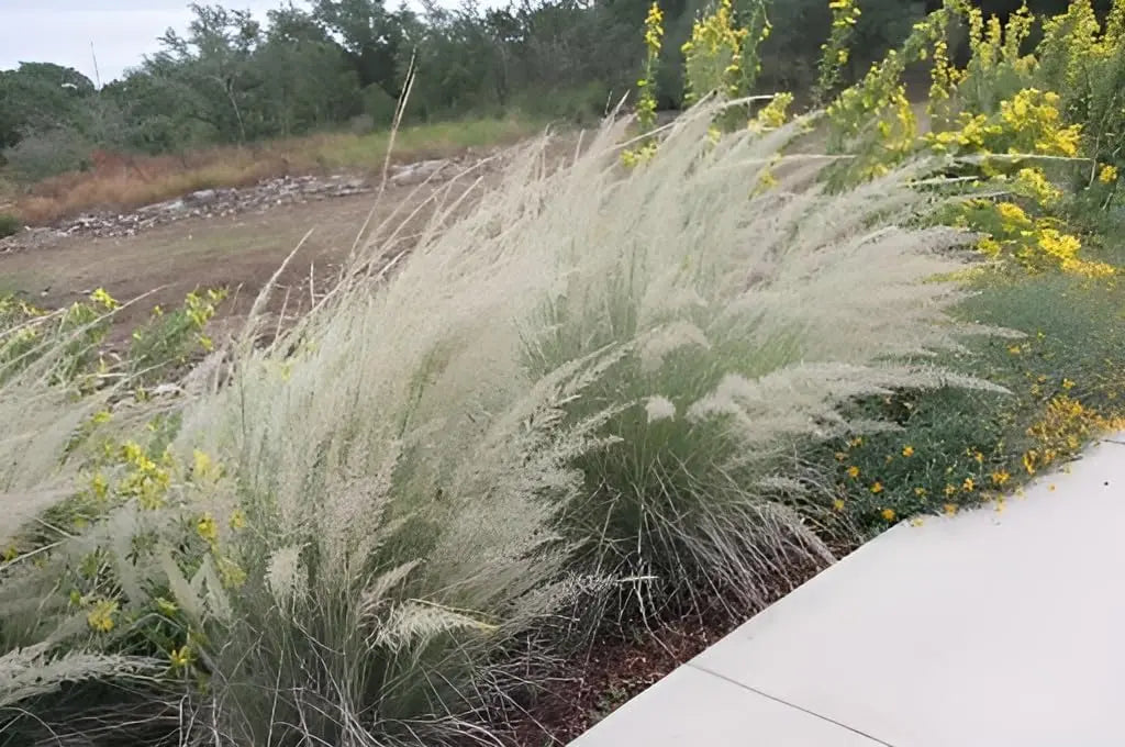 Ziergras Muhlenbergia lindheimeri von Stauden Gänge, mit filigranen, grasähnlichen Halmen und lockerer Wuchsform.