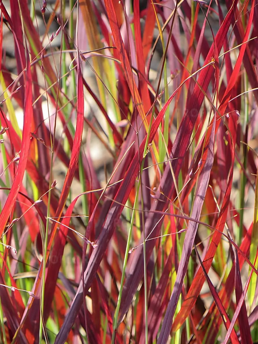 Ziergras Panicum virgatum 'Cardinal' mit roten Ruten, Stauden Gänge, winterharte Ziergras, dekoratives Gartengrün