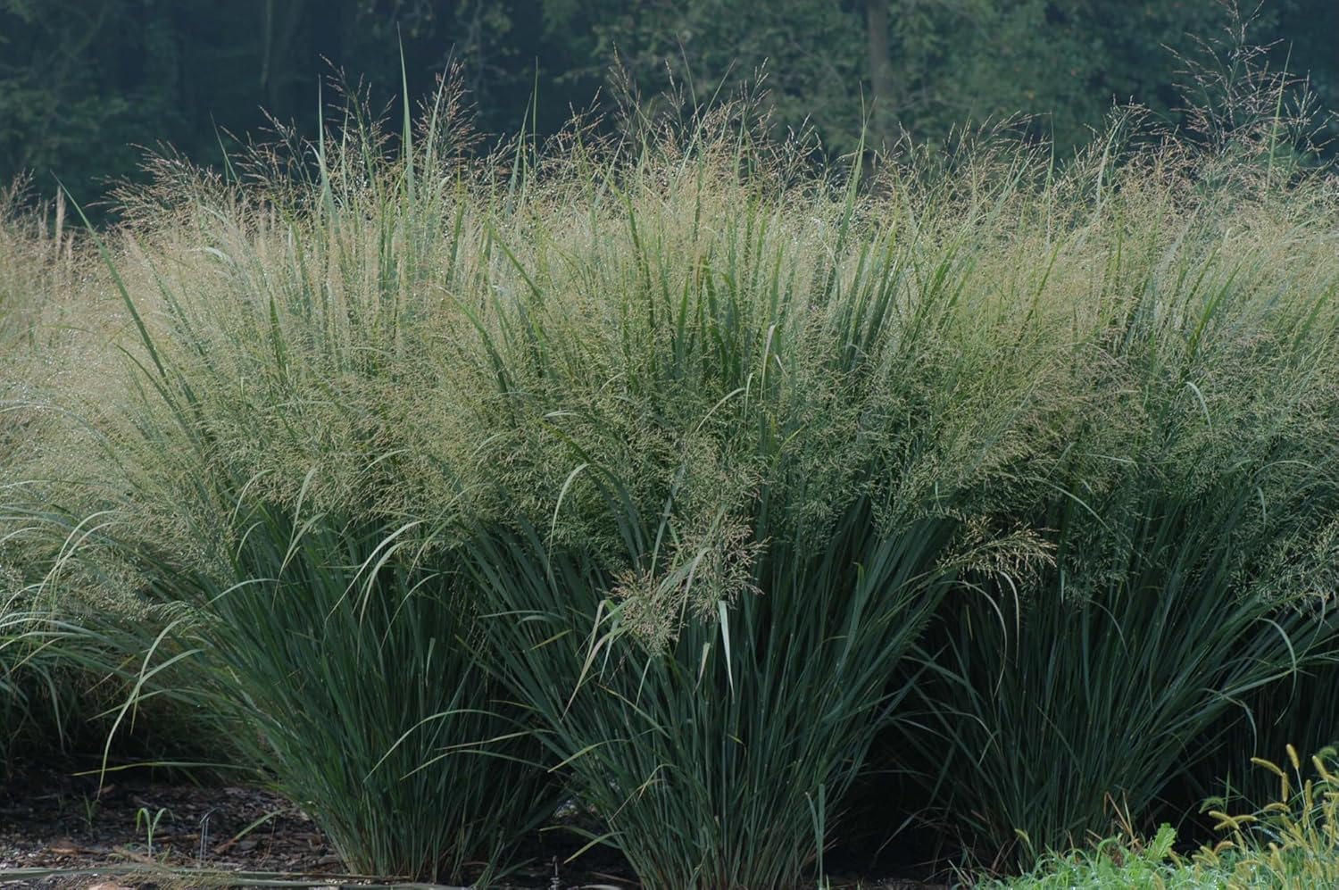 Panicum virgatum 'Cloud Nine' / Blaue Riesen Rutenhirse