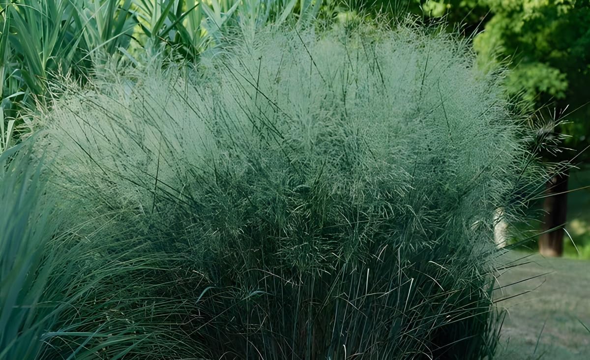 Panicum virgatum 'Cloud Nine' / Blaue Riesen Rutenhirse