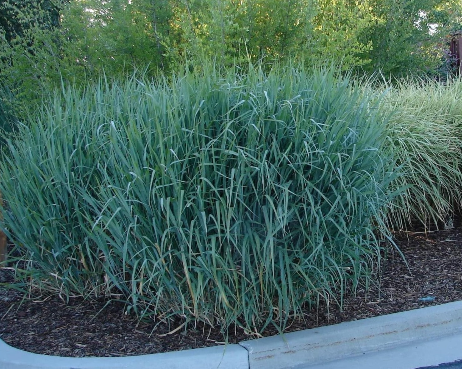 Blaue Rutenhirse Panicum virgatum 'Dallas Blues' als Ziergras, mit bläulichen Gräsern und aufrechter Wuchs, von Stauden Gänge.