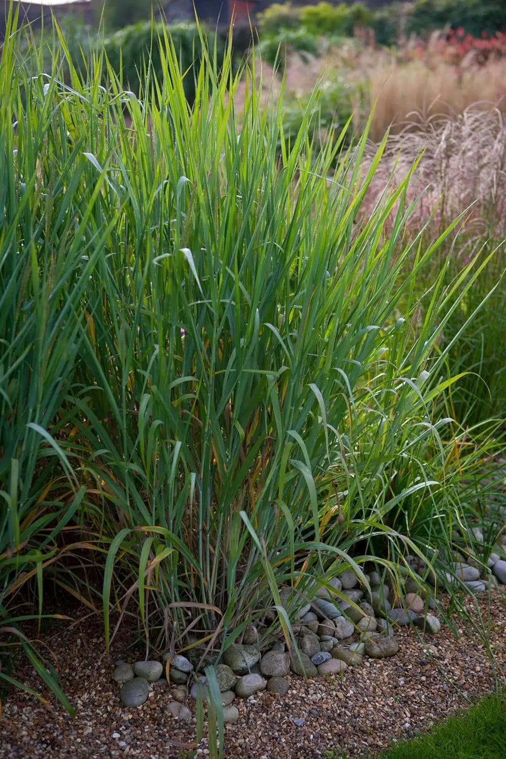 Blaue Rutenhirse Panicum virgatum 'Dallas Blues', Ziergras mit blauen, schilfartigen Halmen, Stauden Gänge