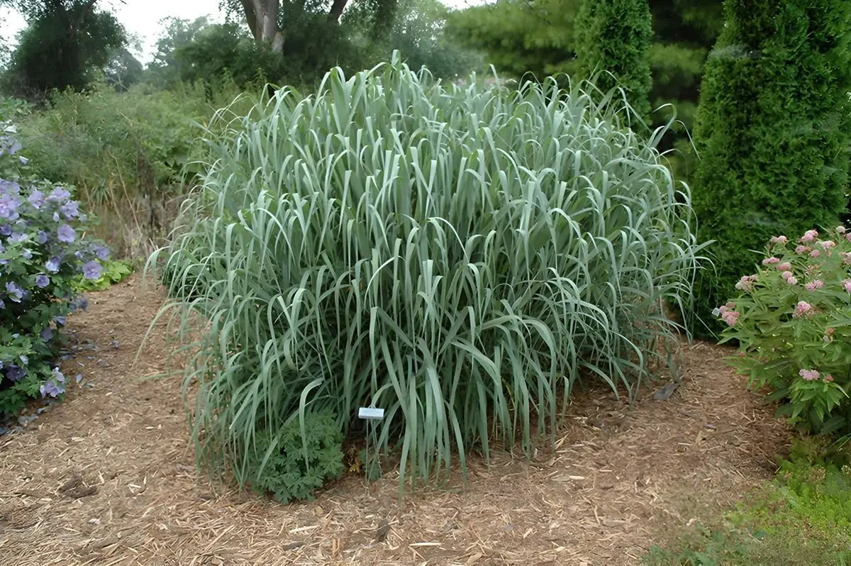 Blaue Rutenhirse Panicum virgatum 'Dallas Blues', Ziergras, mit langen blauen Halmen, in einem Garten, von Stauden Gänge.