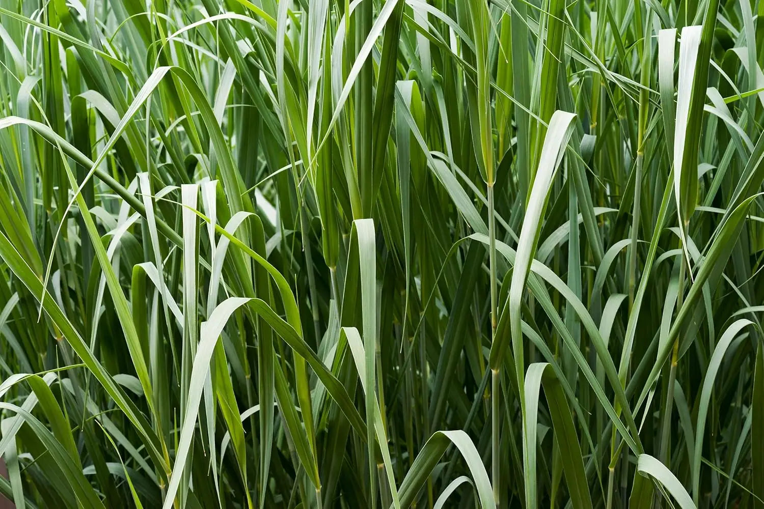 Blaue Rutenhirse Panicum virgatum 'Dallas Blues' als Ziergras, mit schlanken blauen Halmen und lockeren Wedeln, im Garten.