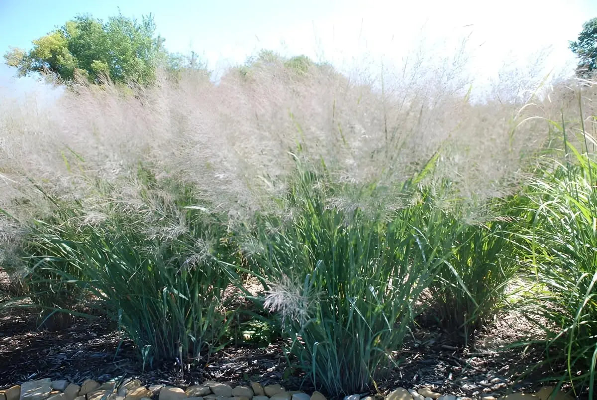 Ziergras Panicum virgatum 'Dallas Blues' in XXL Topf, blaue Rutenhirse mit zarten blauen Blättern, bei Stauden Gänge.