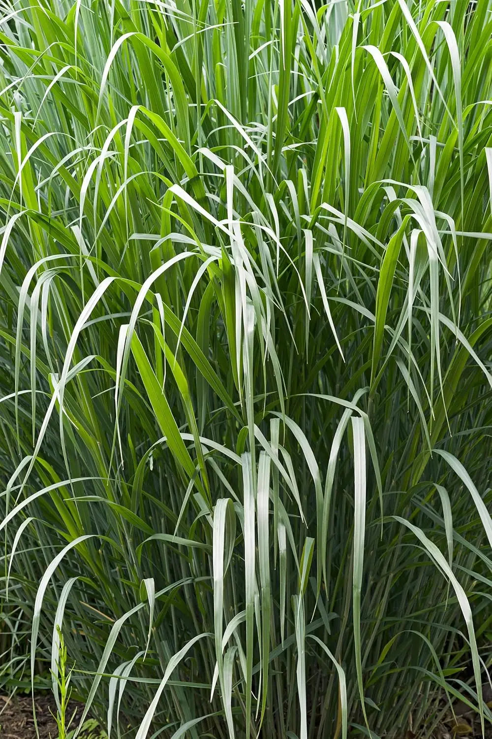 Blaue Rutenhirse Panicum virgatum 'Dallas Blues' im XXL Topf, Ziergras von Stauden Gänge, mit blauen Blättern.