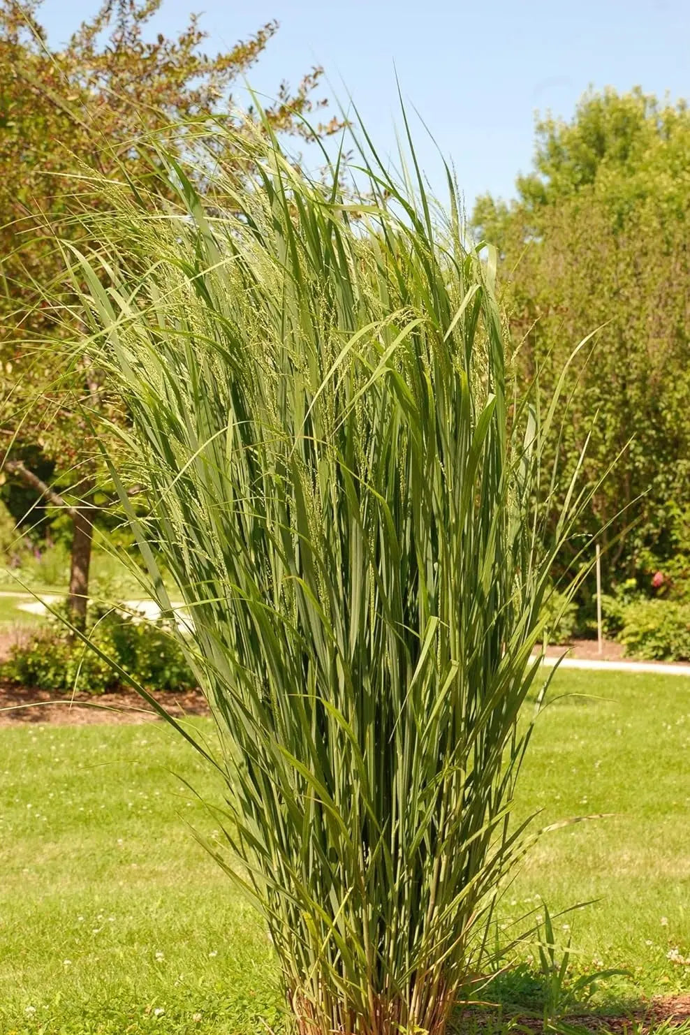 Ziergras Panicum virgatum 'Northwind' mit aufrechten, dünnen Ruten, stilvolles Stauden Gänge Ziergras in Gartenansicht