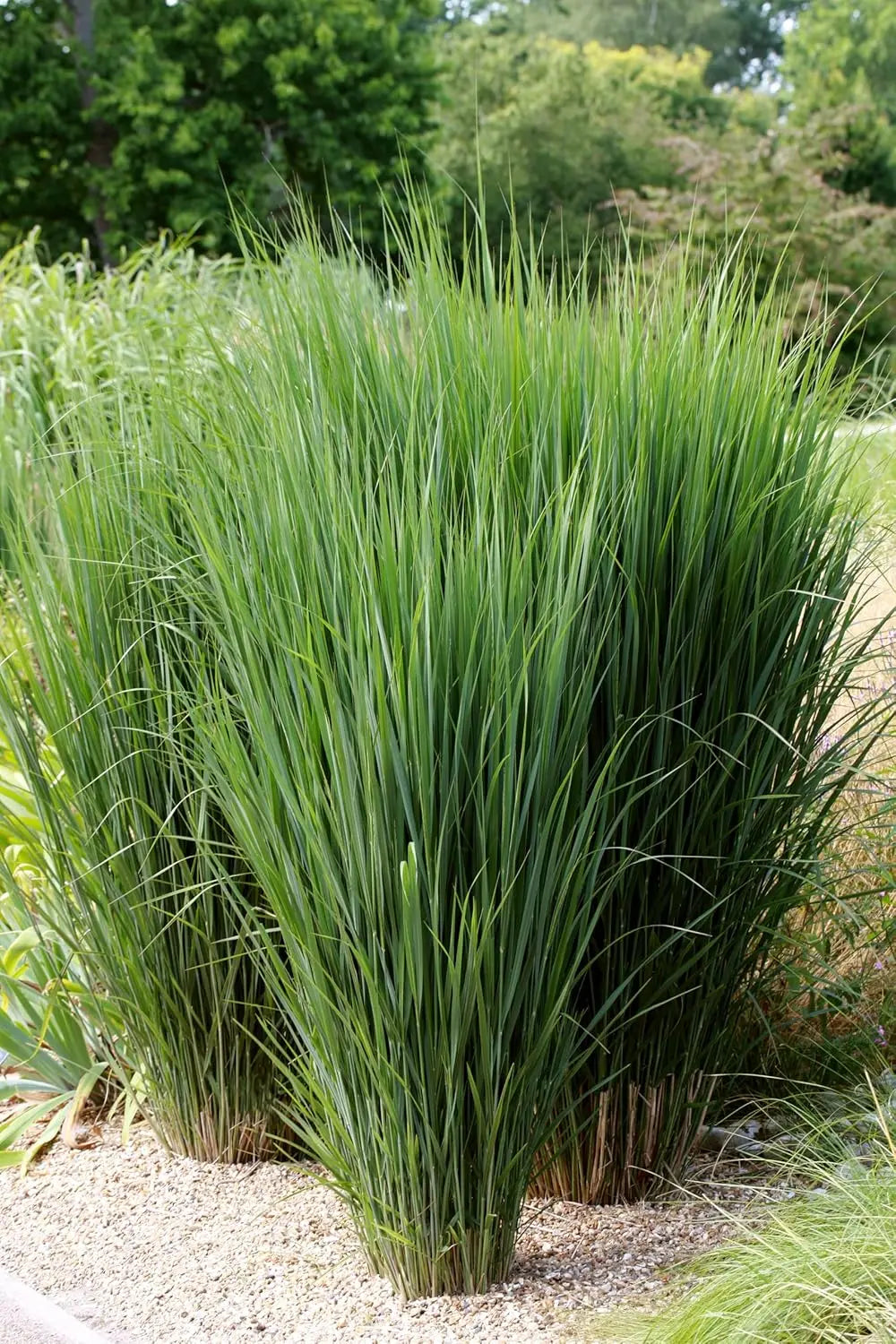 Ziergras Panicum virgatum 'Northwind' von Stauden Gänge, mit aufrecht wachsenden, schmalen Ruten in einer Gartenszene.