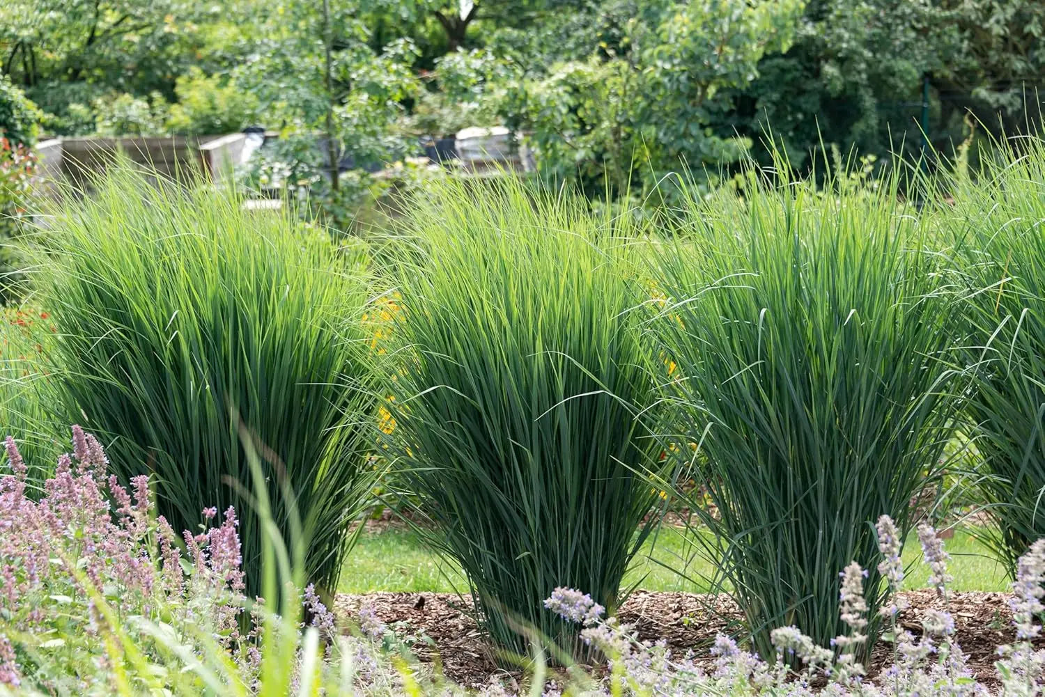 Ziergras Panicum virgatum 'Northwind' von Stauden Gänge, mit aufrechten Ruten und grünen Halmen, im Garten.