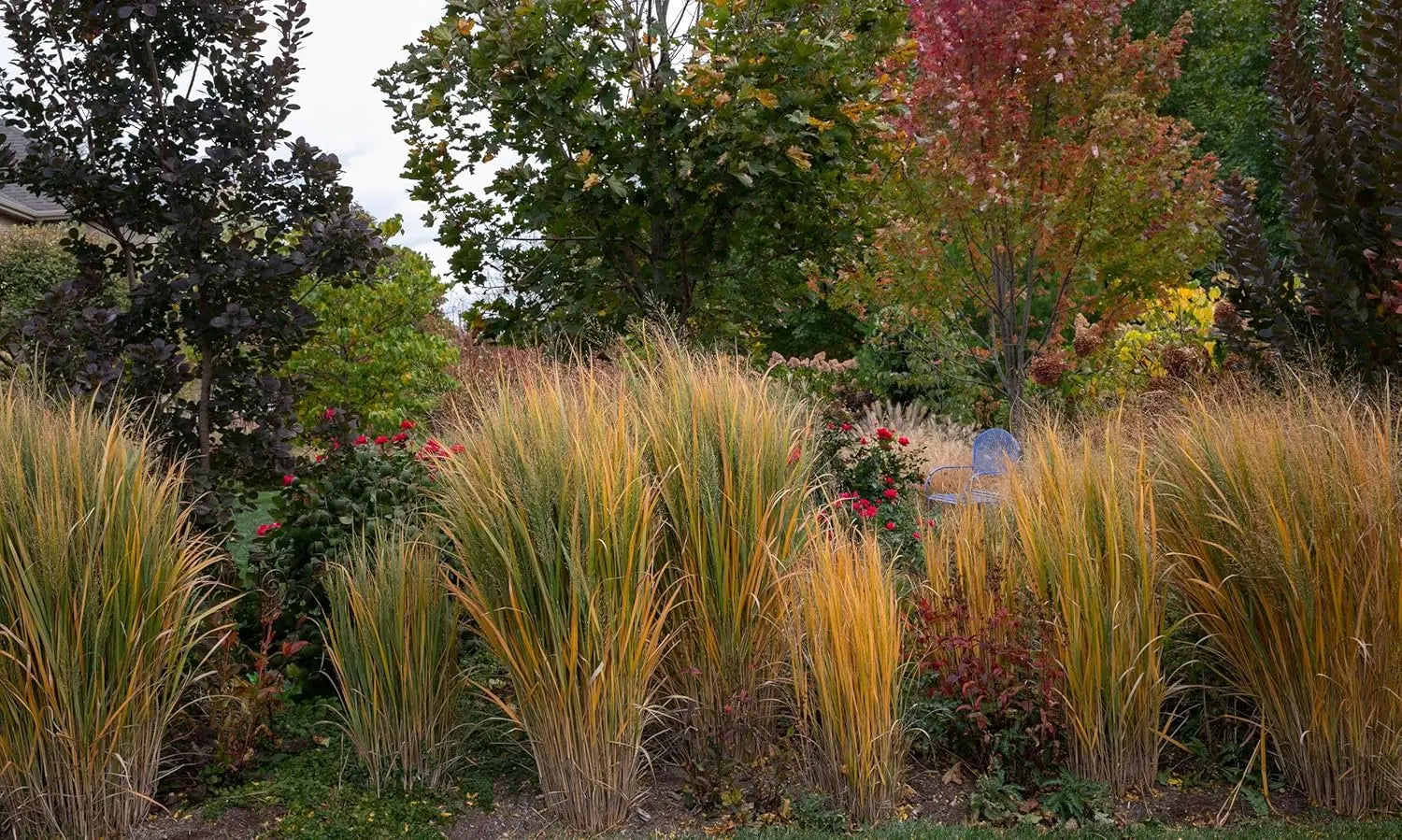 Ziergras Panicum virgatum 'Northwind' von Stauden Gänge, mit aufrechte, grüne Ruten, ideal für Gartenbeete und Trockenbereiche.