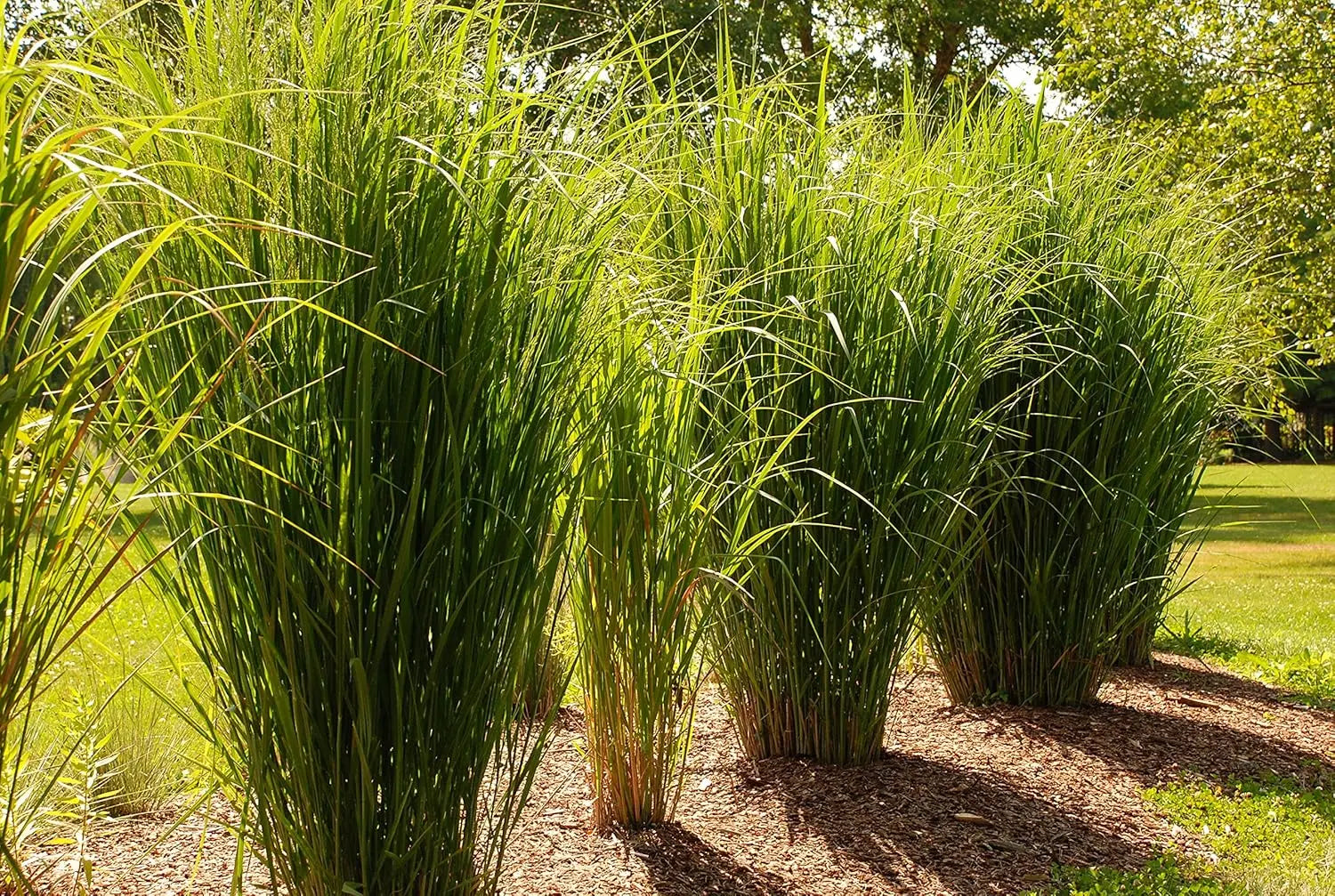 Ziergras Panicum virgatum 'Northwind' / Reisen Rutenhirse, grüne Halme mit aufrechten Wedeln, Stauden Gänge.