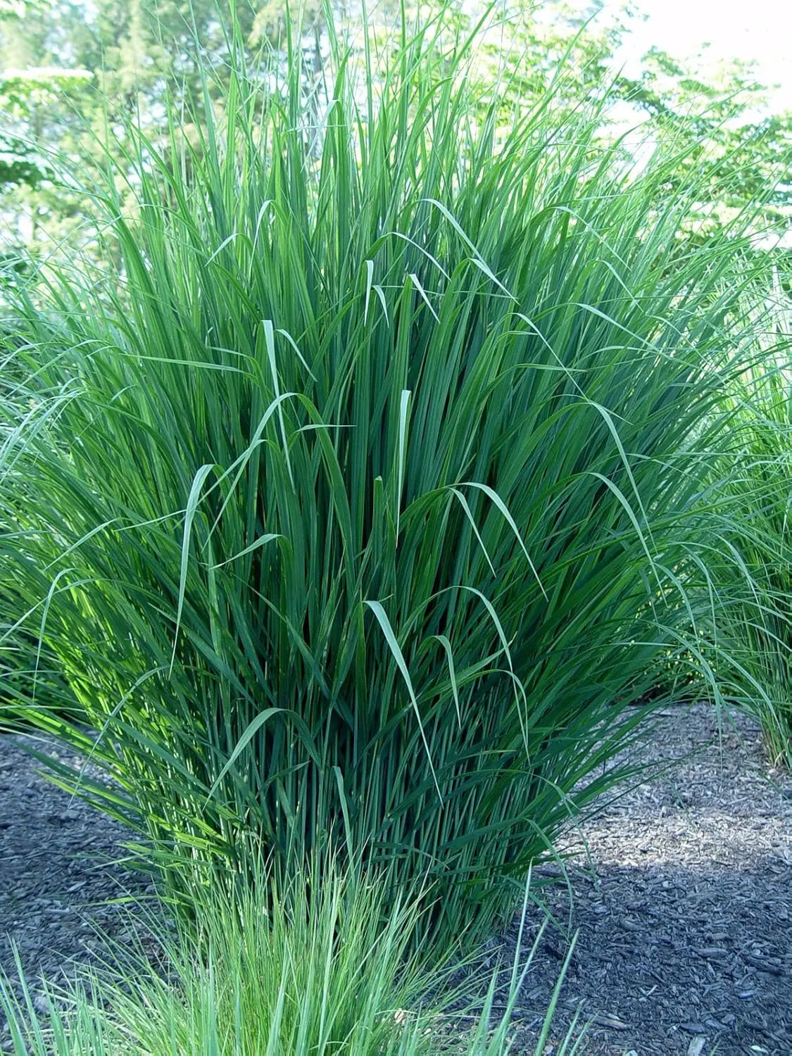 Ziergras Panicum virgatum 'Northwind' von Stauden Gänge, mit hohen, aufrechten Rispen in einem Garten.