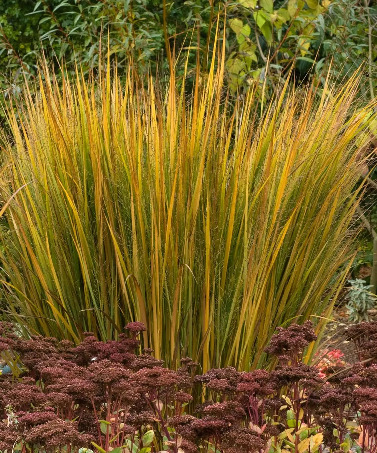 Ziergras Panicum virgatum 'Northwind' von Stauden Gänge, mit aufrecht wachsenden, grün-weißen Ruten für Garten und Balkon.