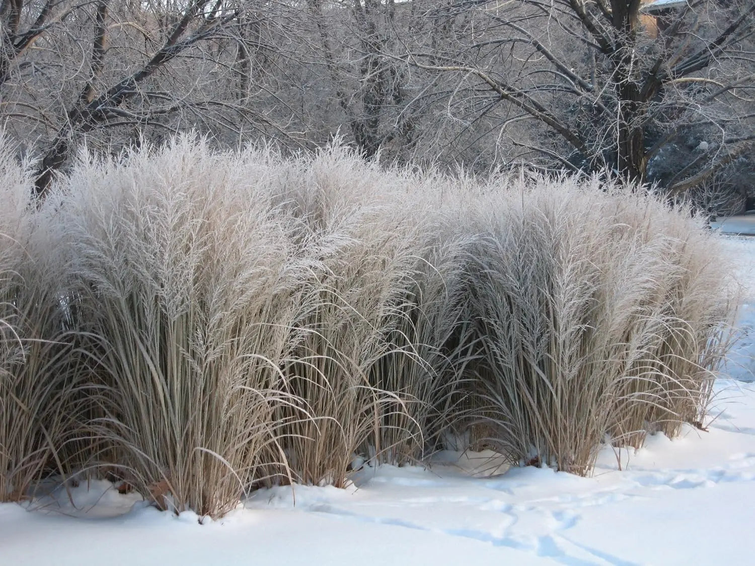 Ziergras Panicum virgatum 'Northwind' / Reisen Rutenhirse, grüne, aufrechte Halme, im Garten gepflanzt, von Stauden Gänge.