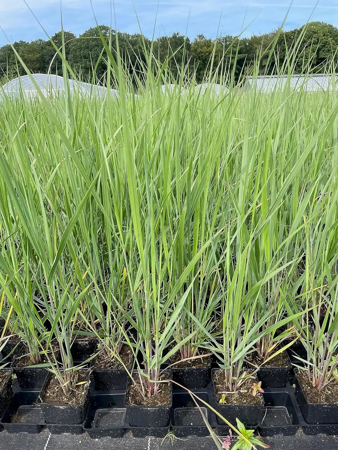 Ziergras Panicum virgatum 'Northwind' von Stauden Gänge, mit schmalen, aufrechten Ruten in einem Gartenbeet.