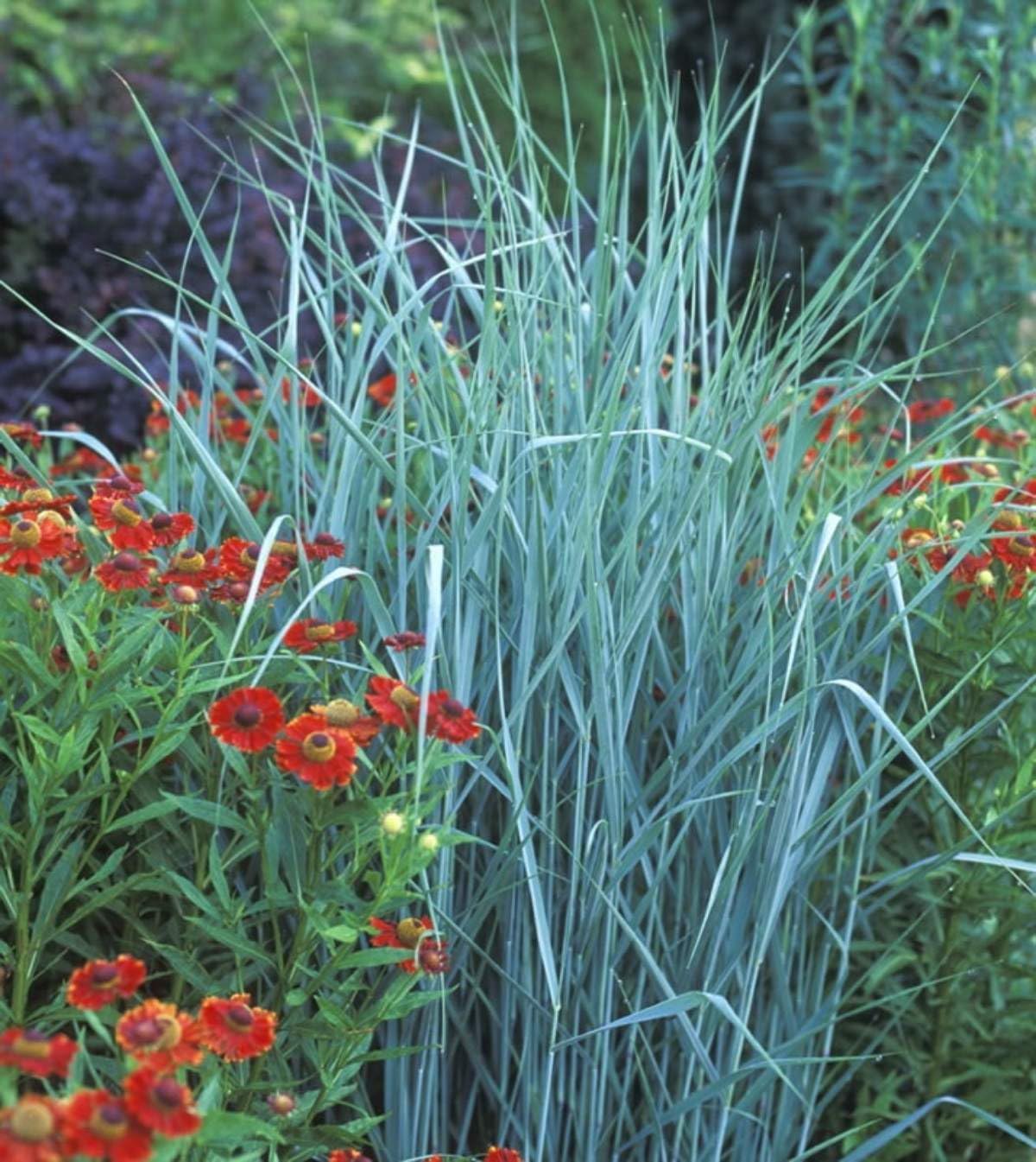 Panicum virgatum 'Prairie Sky' / Blaue Rutenhirse