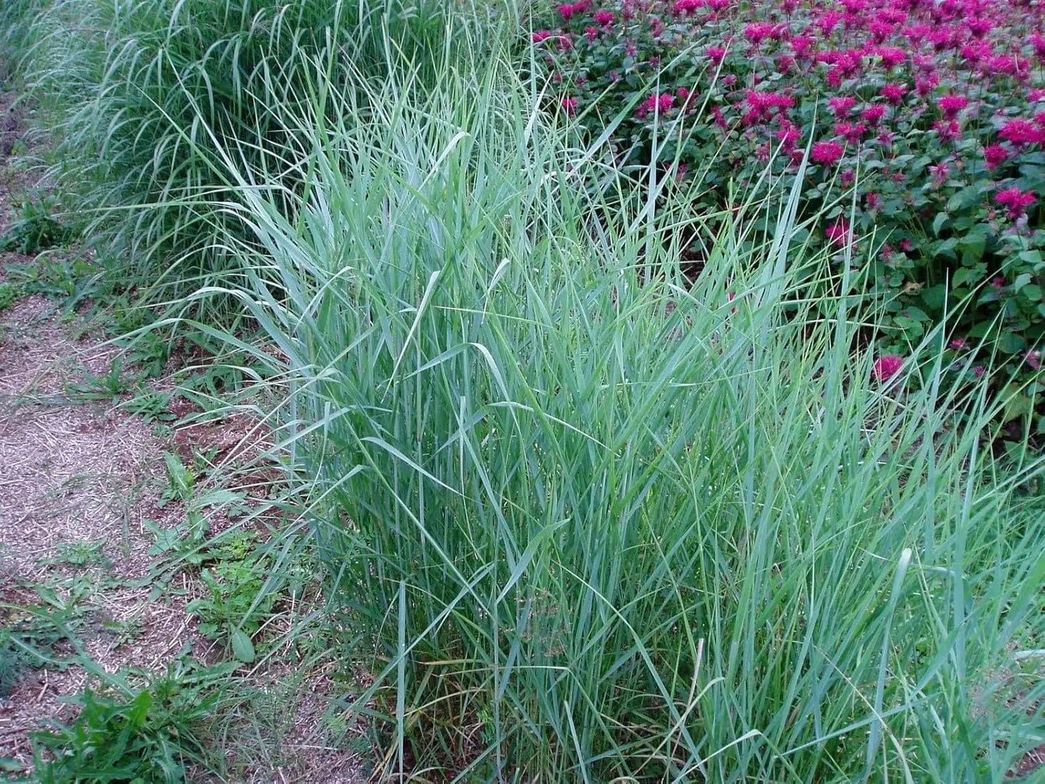Blaue Rutenhirse Panicum virgatum 'Prairie Sky' Ziergras von Stauden Gänge, mit schlanken blauen Halmen im Garten.