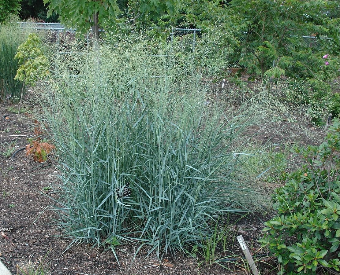 Ziergras Panicum virgatum 'Prairie Sky' mit blauen Ruten, Stauden Gänge, im Garten.