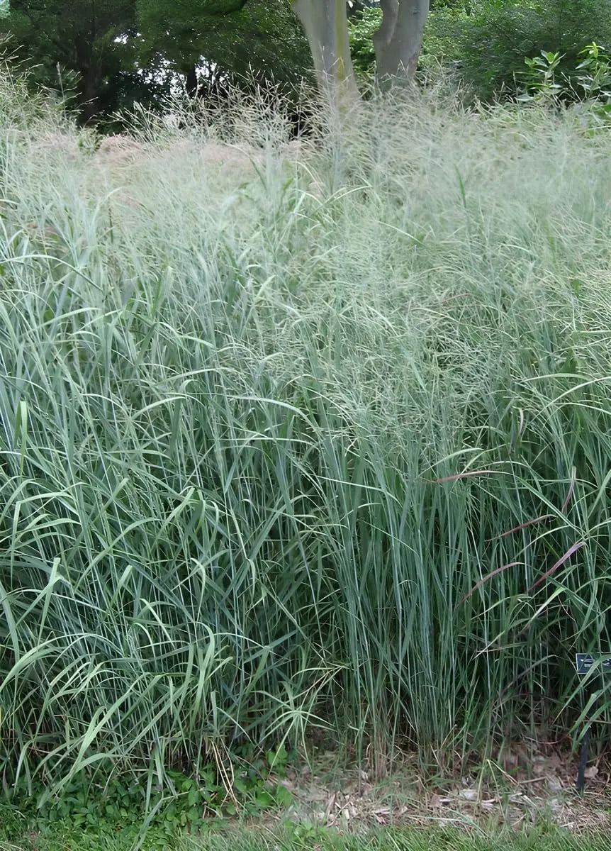 Blaue Rutenhirse Panicum virgatum 'Prairie Sky', Ziergras mit hohen blauen Halmen, im Garten angelegt.